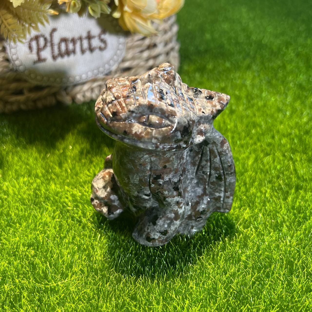 Volcanic toothless