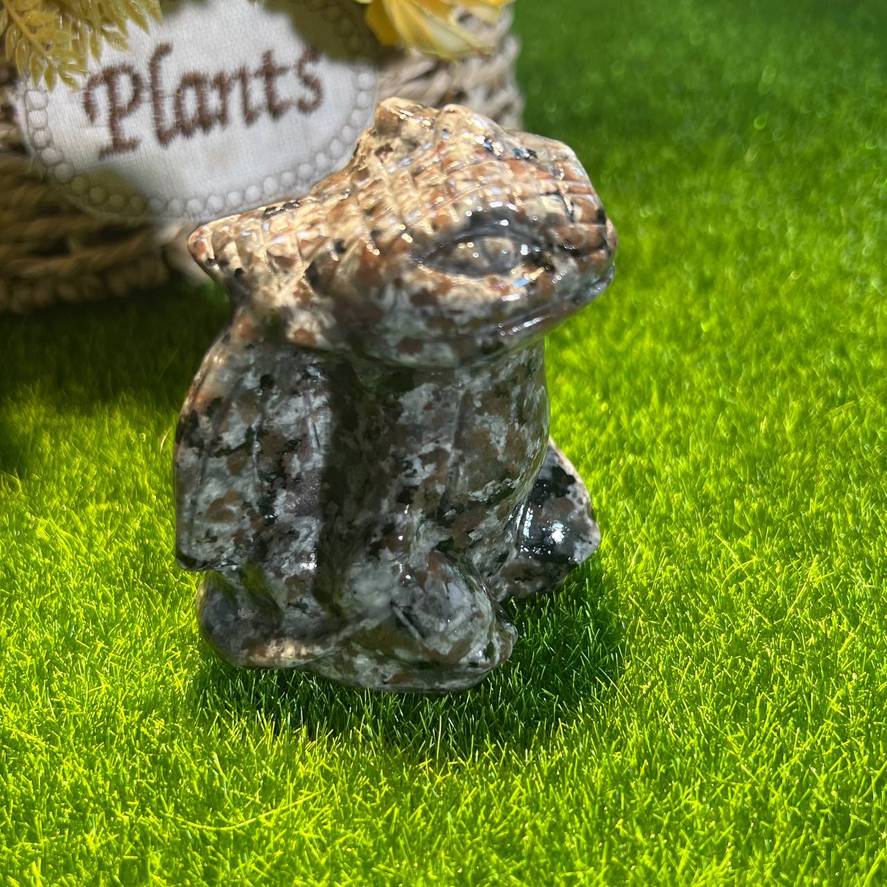 Volcanic toothless
