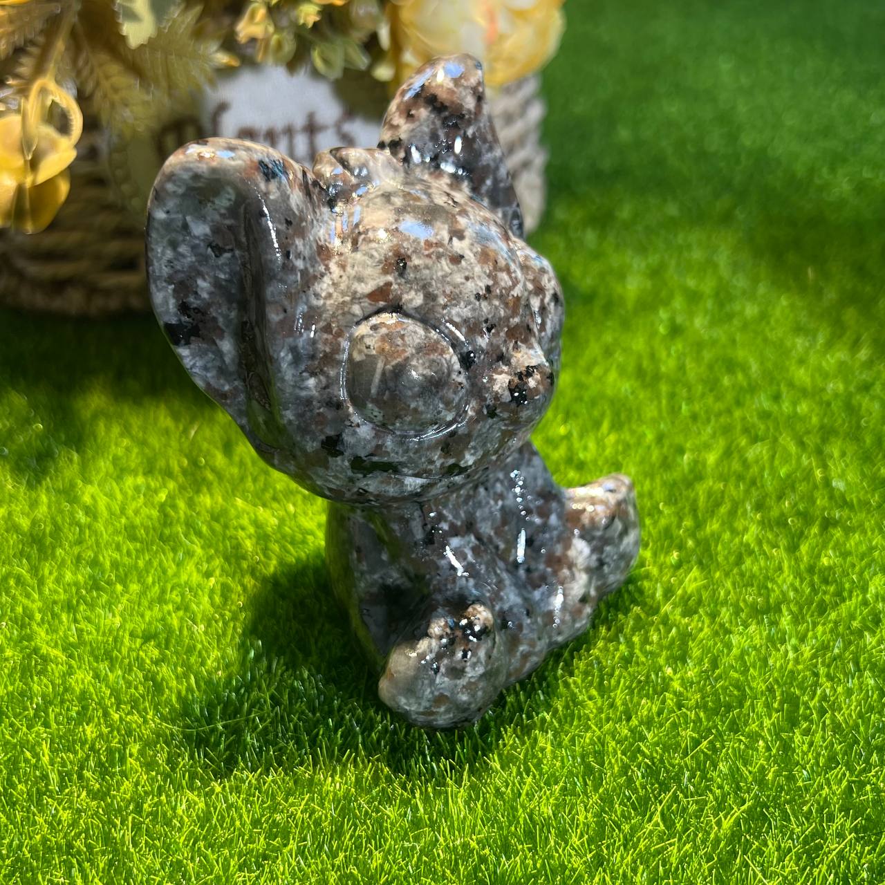 Volcanic toothless