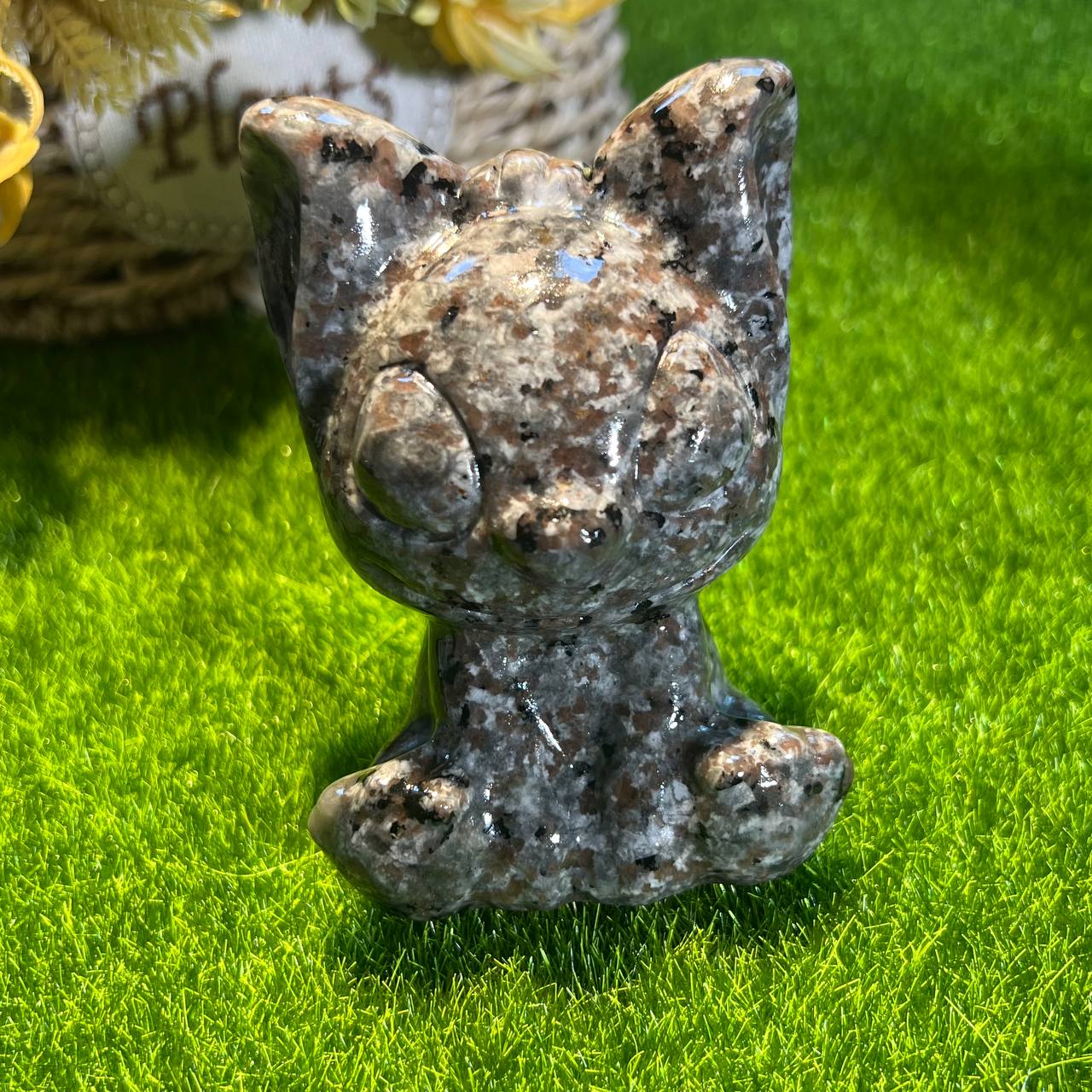 Volcanic toothless